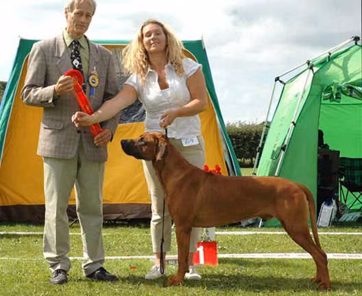 KODUST RV TOUCH O CHILLI, a Maschio Rhodesian Ridgeback registered with United Pet Club