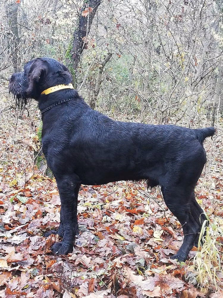 Szikfoki Bokrász Fickó, a ذكر البوينتر الألماني خشن الشعر registered with United Pet Club