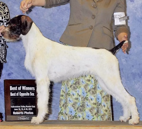 IDAWIRE APPLE PIE ALA MODE, a Femelle Braque allemand à poil dur registered with United Pet Club