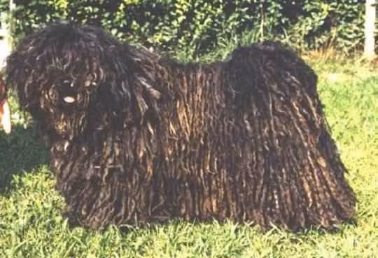 Herceghalmi-Szurtos Árnyas, a Samice Puli registered with United Pet Club