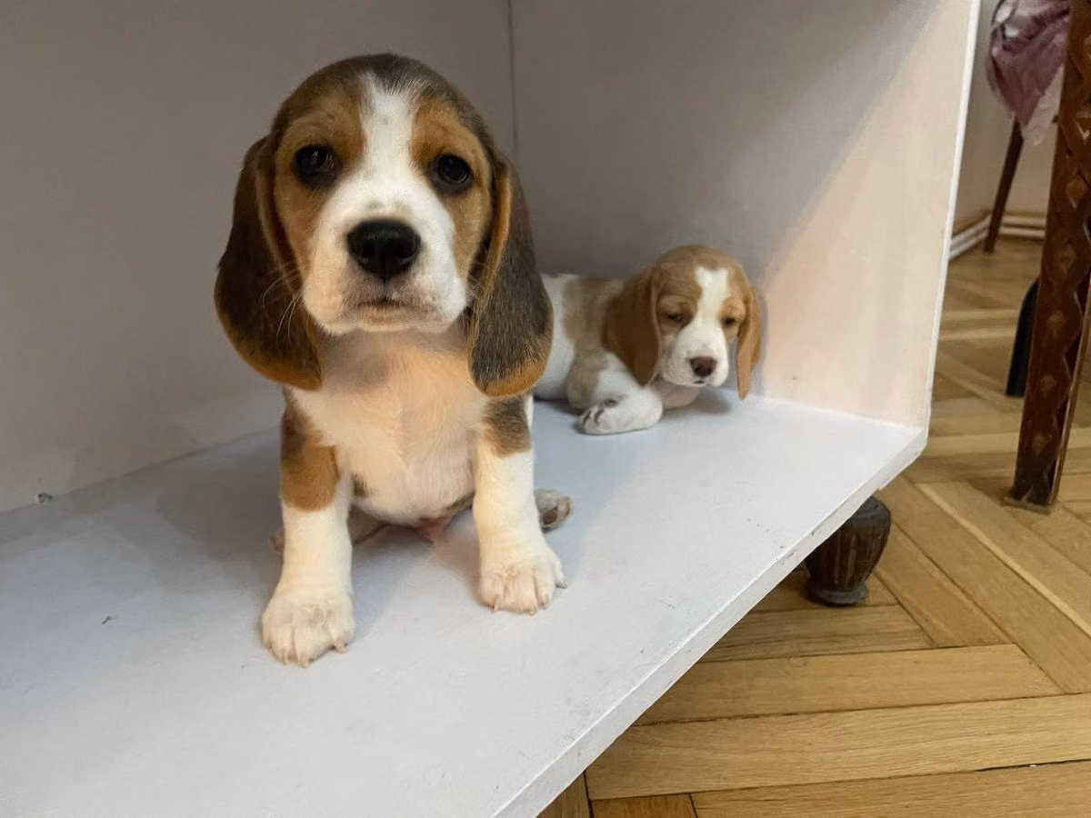 Ashton Kutcher - Dante, a ذكر البيغل registered with United Pet Club