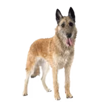 Belgian Laekenois