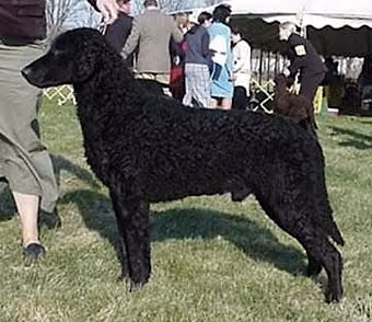 SoftMaple's O' Dark Thirty — Retriever à poil bouclé SoftMaple's O' Dark Thirty, a Male Retriever à poil bouclé registered with United Pet Club