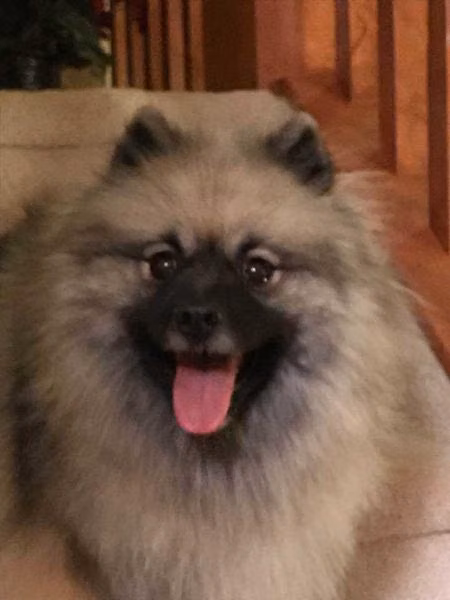 Designer Canada Post, a Female 荷兰毛狮犬 registered with United Pet Club