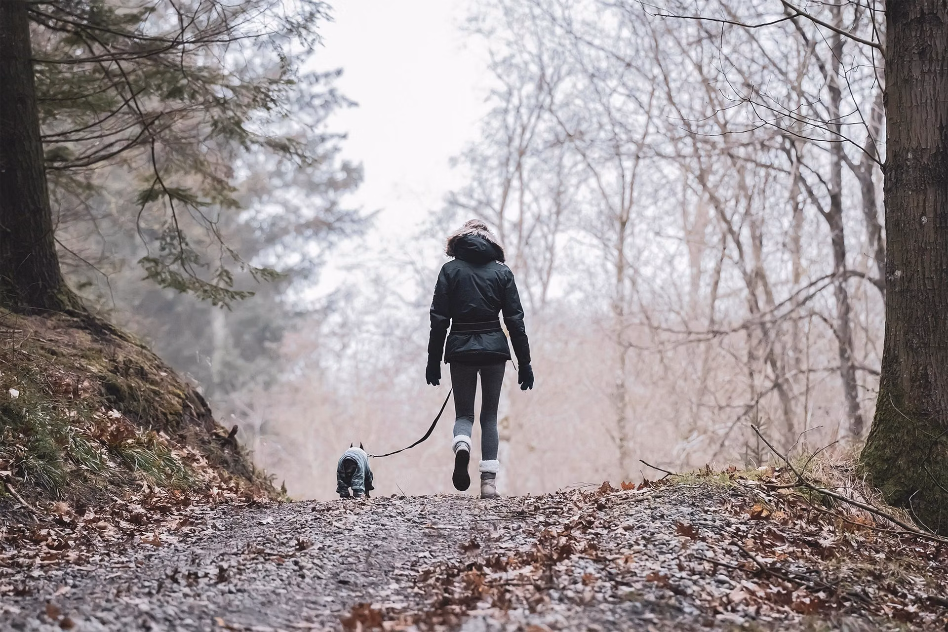 Dog walking outdoors with its owner along a shaded trail