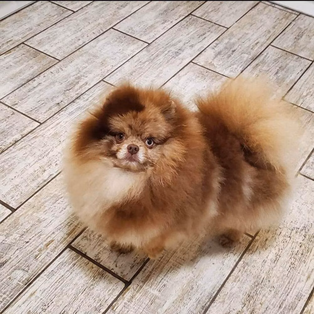Zheyms Greyt Star, a Male German Spitz registered with United Pet Club