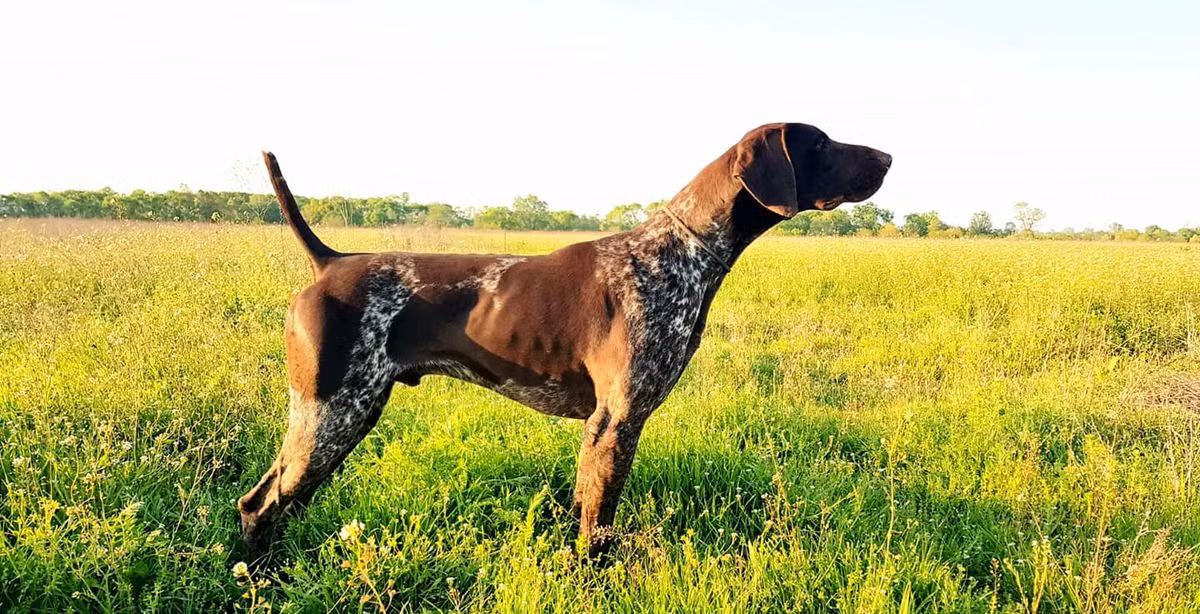 Anubis del Traki, a Mascul Pointer German cu Păr Scurt registered with United Pet Club