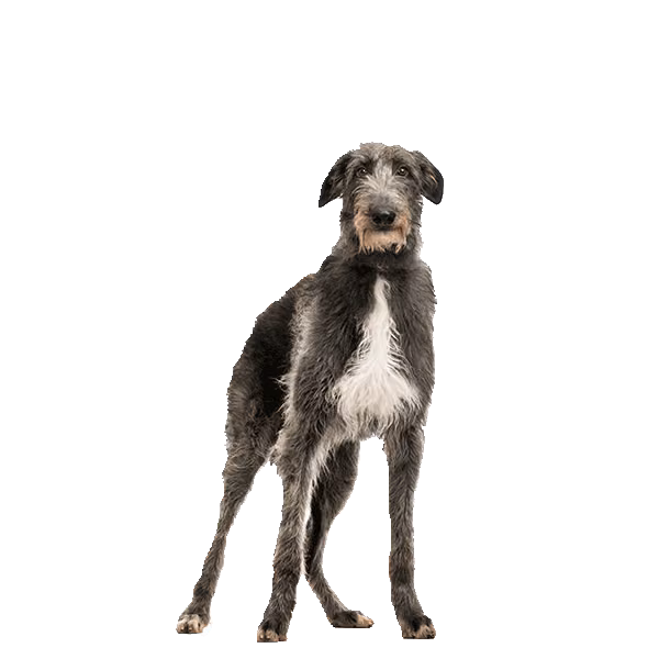 Chart szkocki (deerhound) — rasa Pies: Olbrzymi i Łagodny