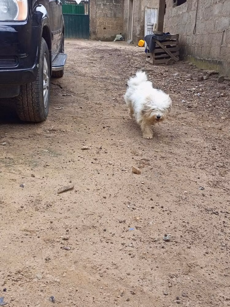 DIAMOND, a Femelle Lhassa Apso registered with United Pet Club