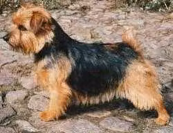 Allright Magic Ringlet — 諾福克㹴 Allright Magic Ringlet, a Female 諾福克㹴 registered with United Pet Club