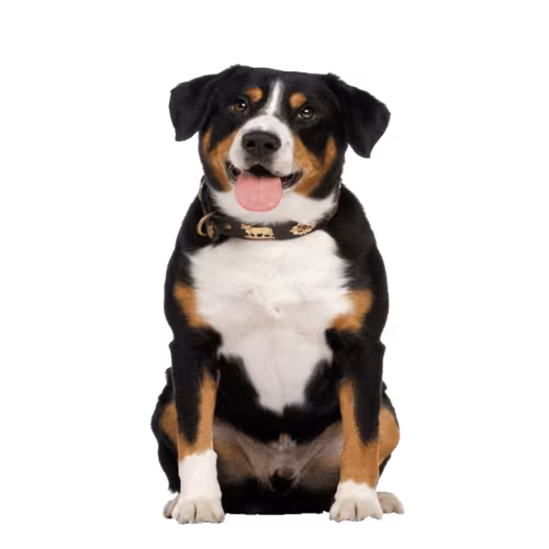 Entlebucher — rasa Pies: Średni i Wierny