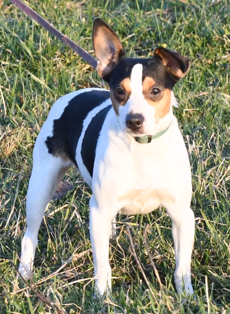 Hall's Marvelous Miriam, a Female Rat Terrier registered with United Pet Club