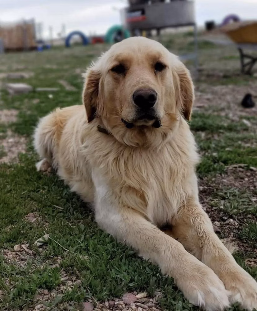 Lucy, a Femmina Golden Retriever registered with United Pet Club