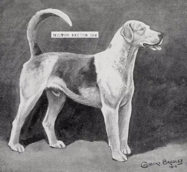 Milton Rector (1906), a Male Английский фоксхаунд registered with United Pet Club