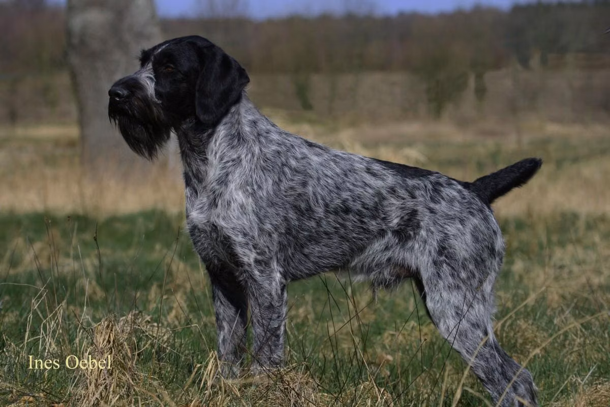 Watz vom Liether-Moor, a Male German Wirehaired Pointer registered with United Pet Club