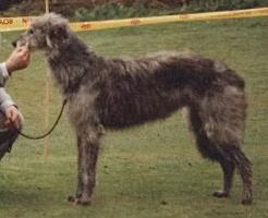 Hyndsight Bisque, a Female Scottish Deerhound registered with United Pet Club