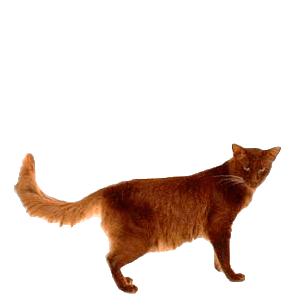 Oriental Longhair — a Medium, Affectionate Cat breed