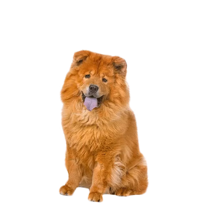 Chow chow — rasa Pies: Średni i Dostojny