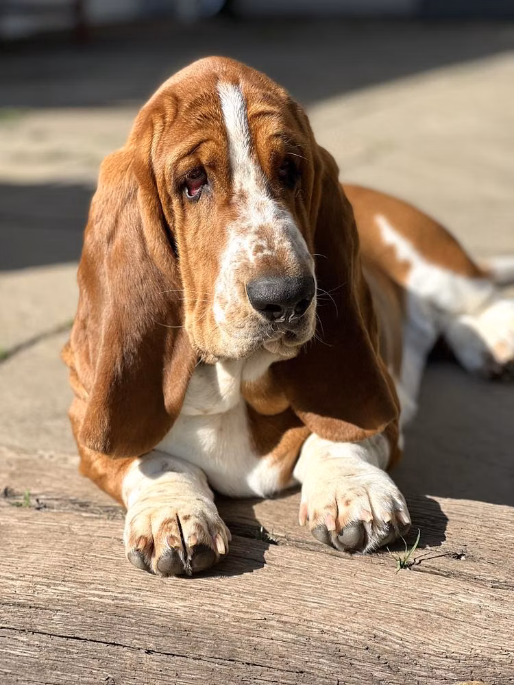 BARNSIDE Binoche, a Female Basset hound registered with United Pet Club