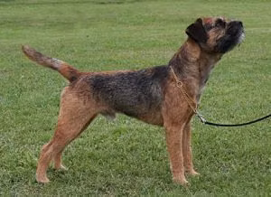 Heathberry's Bite The Bullet, a Maschio Border Terrier registered with United Pet Club