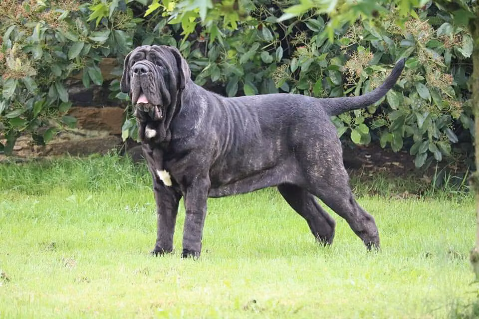 Ragnar, a Male الماستيف النابولي registered with United Pet Club