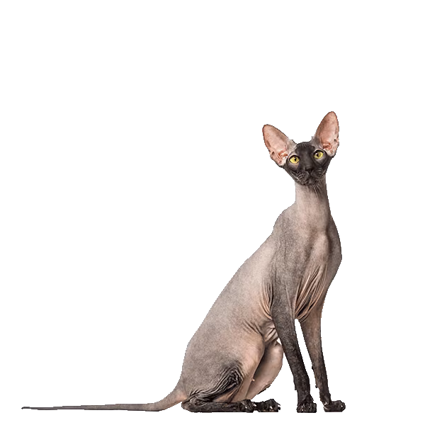 Peterbald — a Medium, Affectionate Cat breed