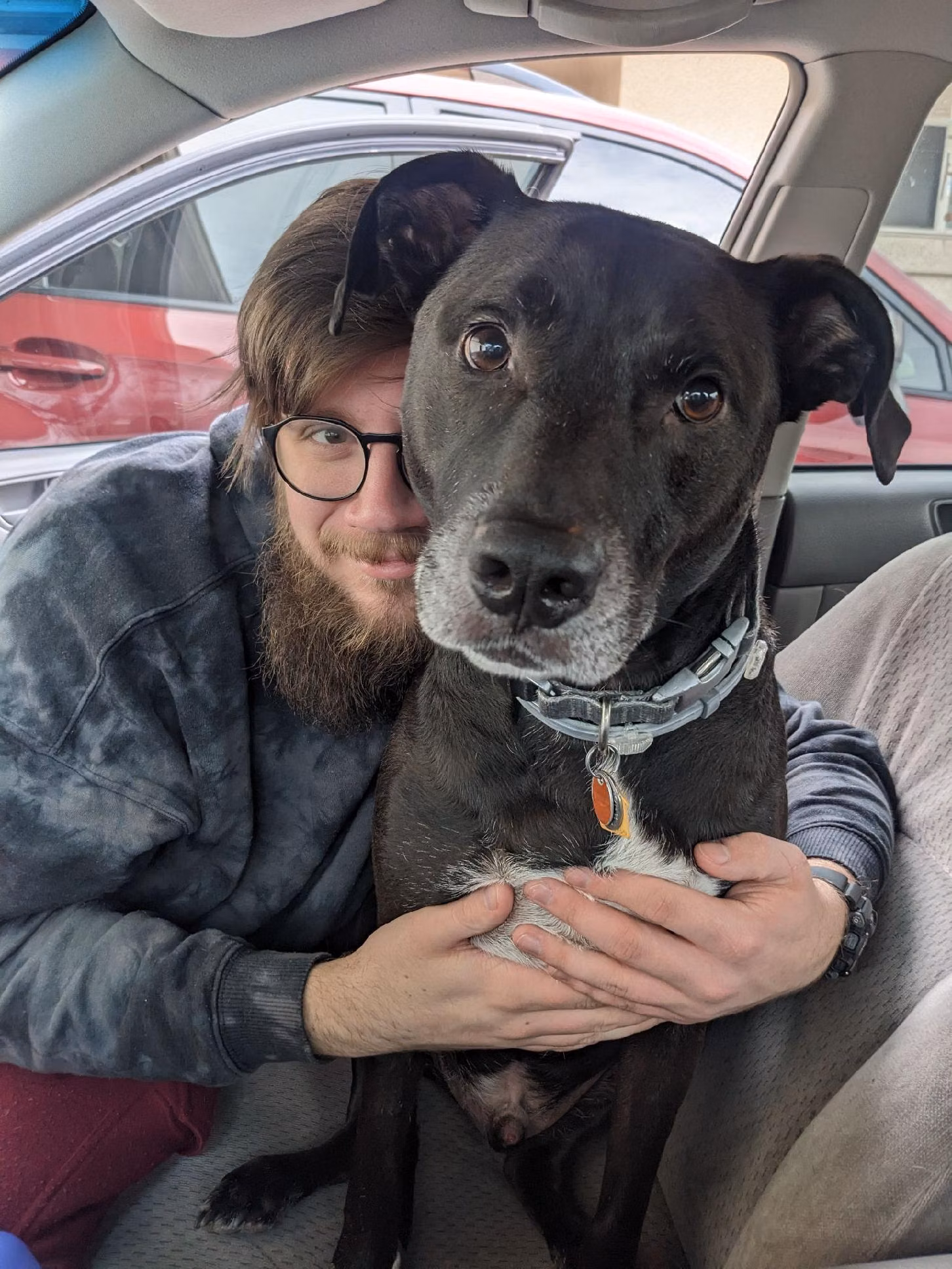 Newton, a Male Labrador retriever registered with United Pet Club