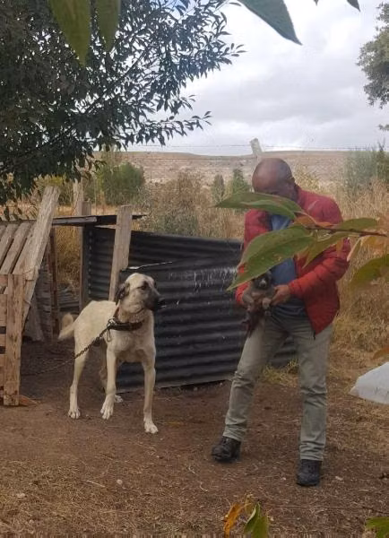Sultan, a Weiblich Kangal registered with United Pet Club