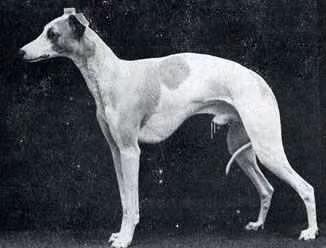 Pilot Officer Prune, a Самец Уиппет registered with United Pet Club