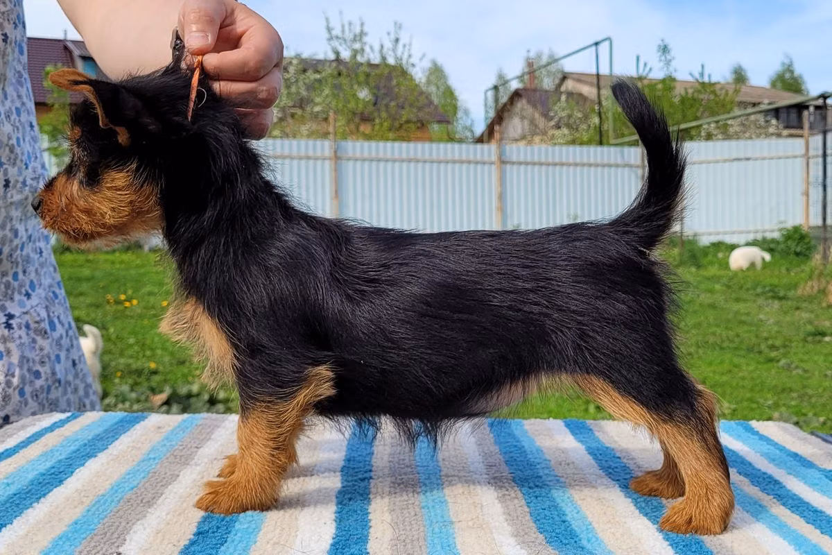 YAKOGOR EURYNOME, a Female 澳大利亚梗 registered with United Pet Club