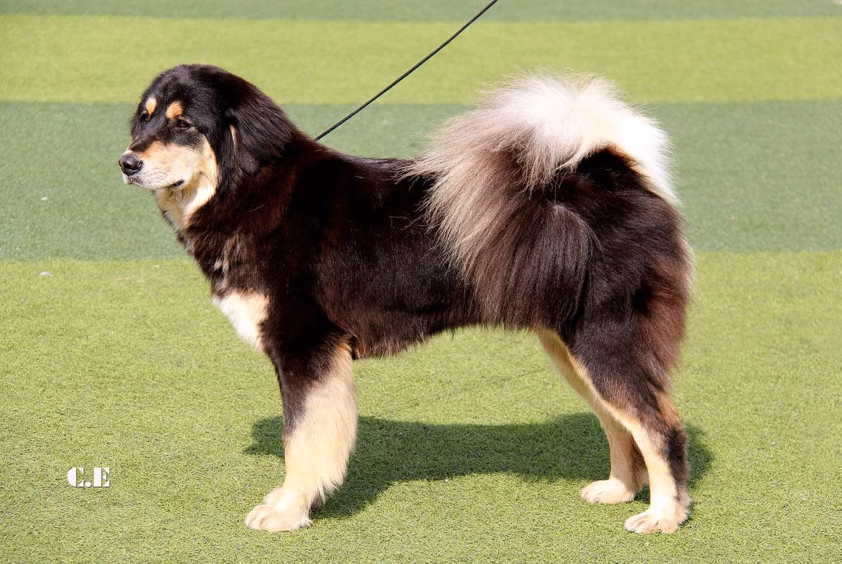 Mongol Arslan Goid, a Femmina Mastino Tibetano registered with United Pet Club