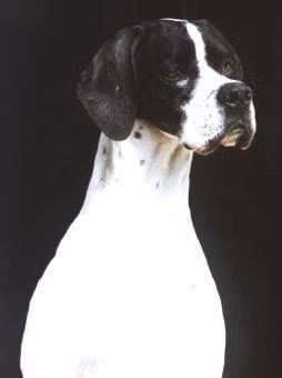 BAGE DO PASSATEMPO, a Male Pointer registered with United Pet Club
