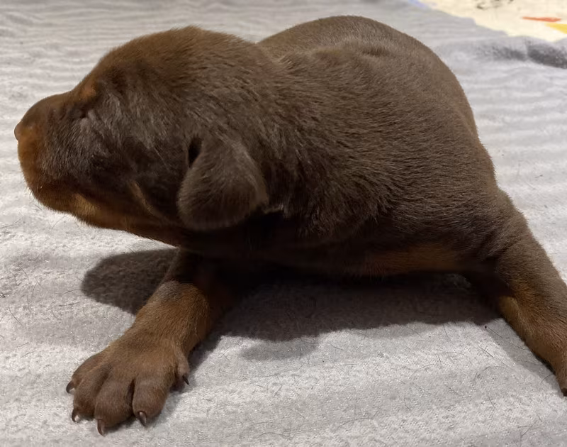 Jun 2020 Litter