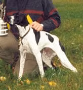 Fugledes Snert, a Weiblich Pointer registered with United Pet Club