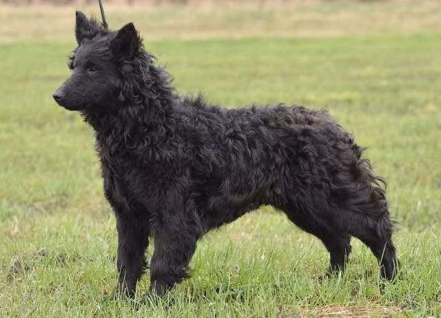 Nyírségfia Acsa, a أنثى مودي registered with United Pet Club