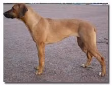 Maiden's Highlight Hayden, a Femmina Rhodesian Ridgeback registered with United Pet Club