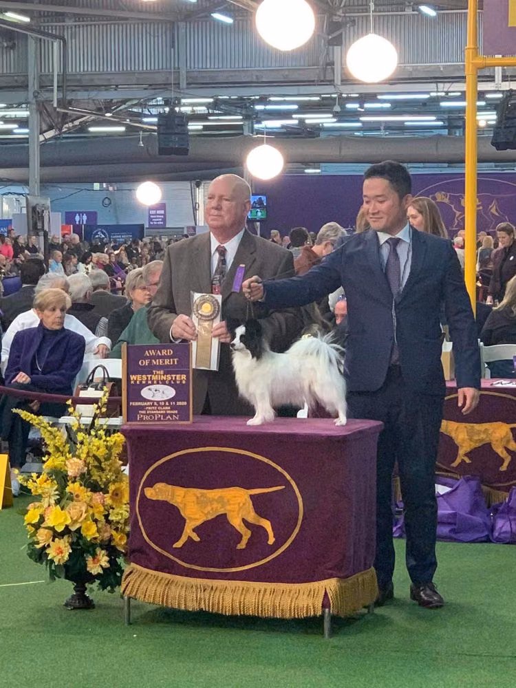 Griffin JP Mary, a Самка Папийон registered with United Pet Club