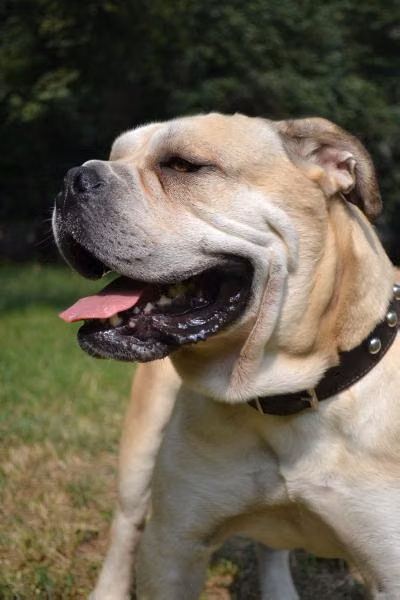 Desperado, a نر کا ده بو registered with United Pet Club