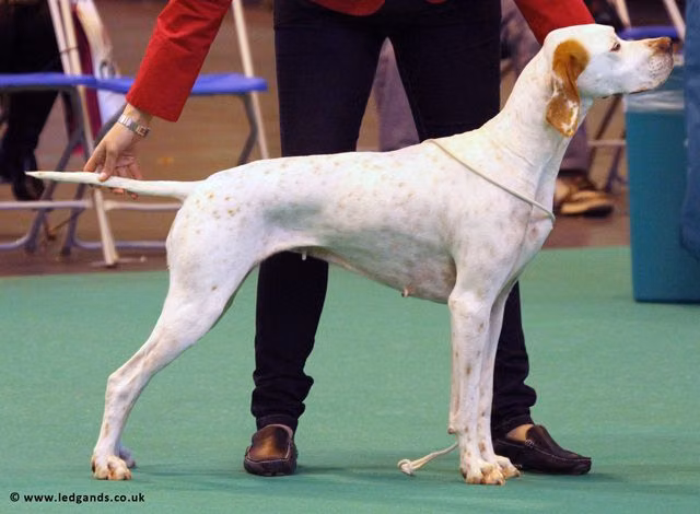 Pawprint Cool White Victory, a Ženka Pointer registered with United Pet Club