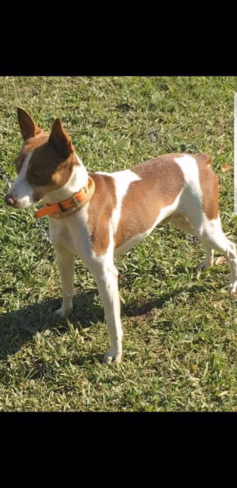 SNYDERS BRUNO, a זכר ראט טרייר registered with United Pet Club