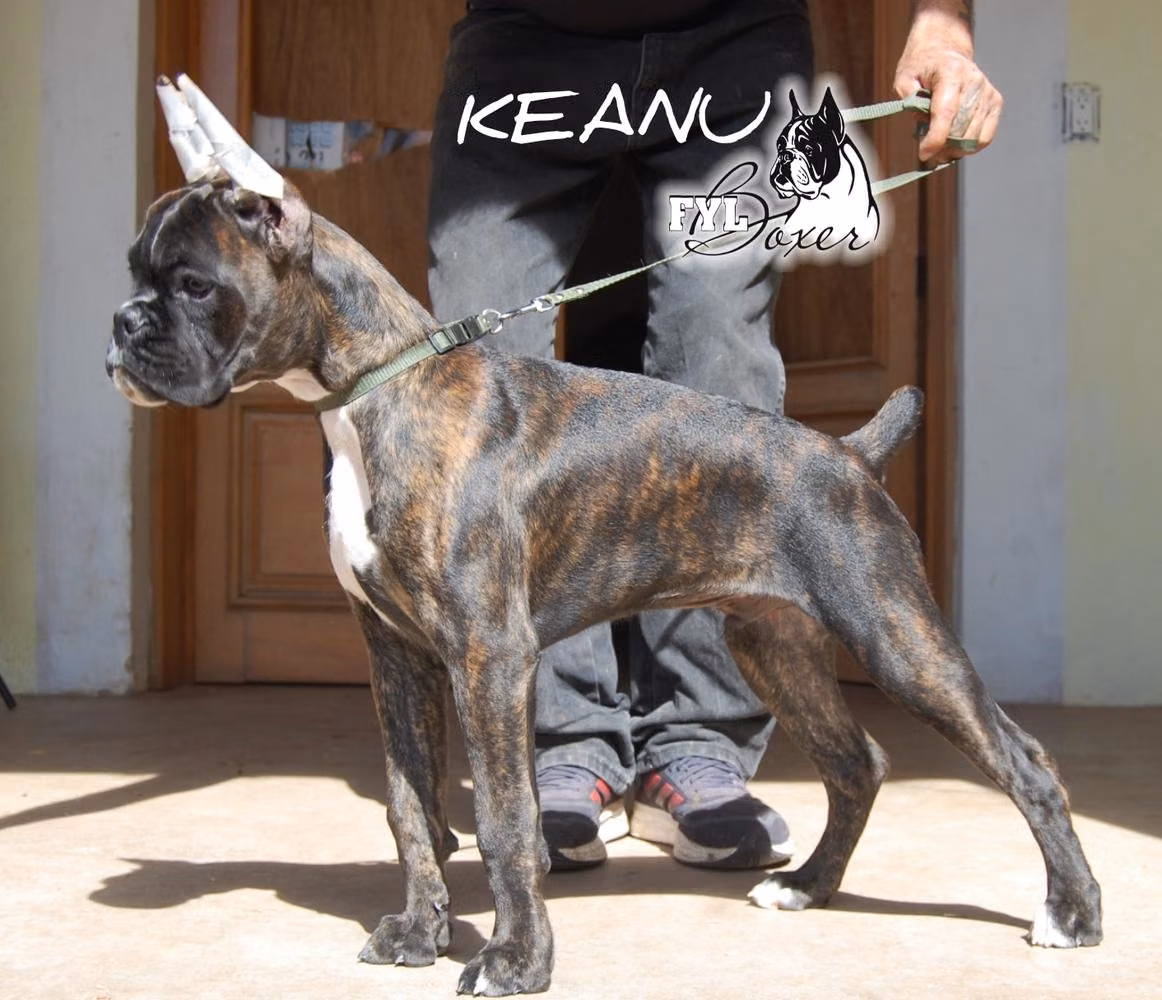 Keanu (Preciado), a ذكر البوكسر registered with United Pet Club