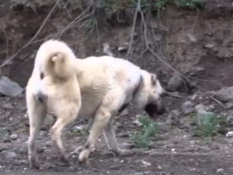 Nazli, a Female Kangal Shepherd Dog registered with United Pet Club