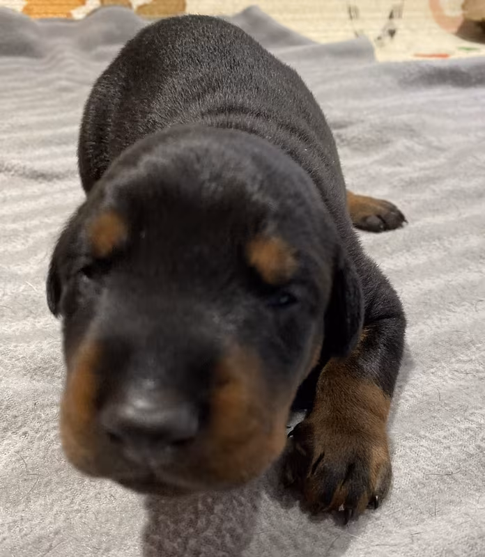 Tequila Black Doberman, Euroline Doberman
