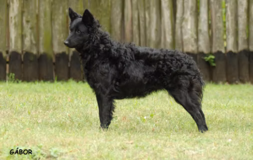 Nyírségfia Vihar, a Patelė Mudi registered with United Pet Club