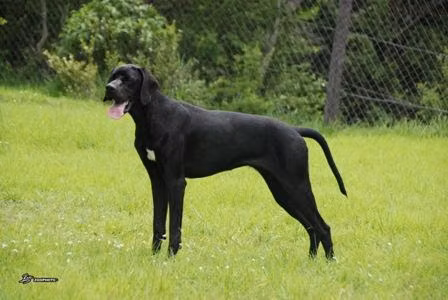 MONILU'S AVELLANA, a Female Pointer registered with United Pet Club