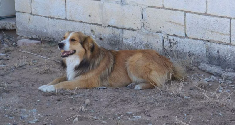 Cimarron Jesse Stone — Engleski ovčar Cimarron Jesse Stone, a Male Engleski ovčar registered with United Pet Club