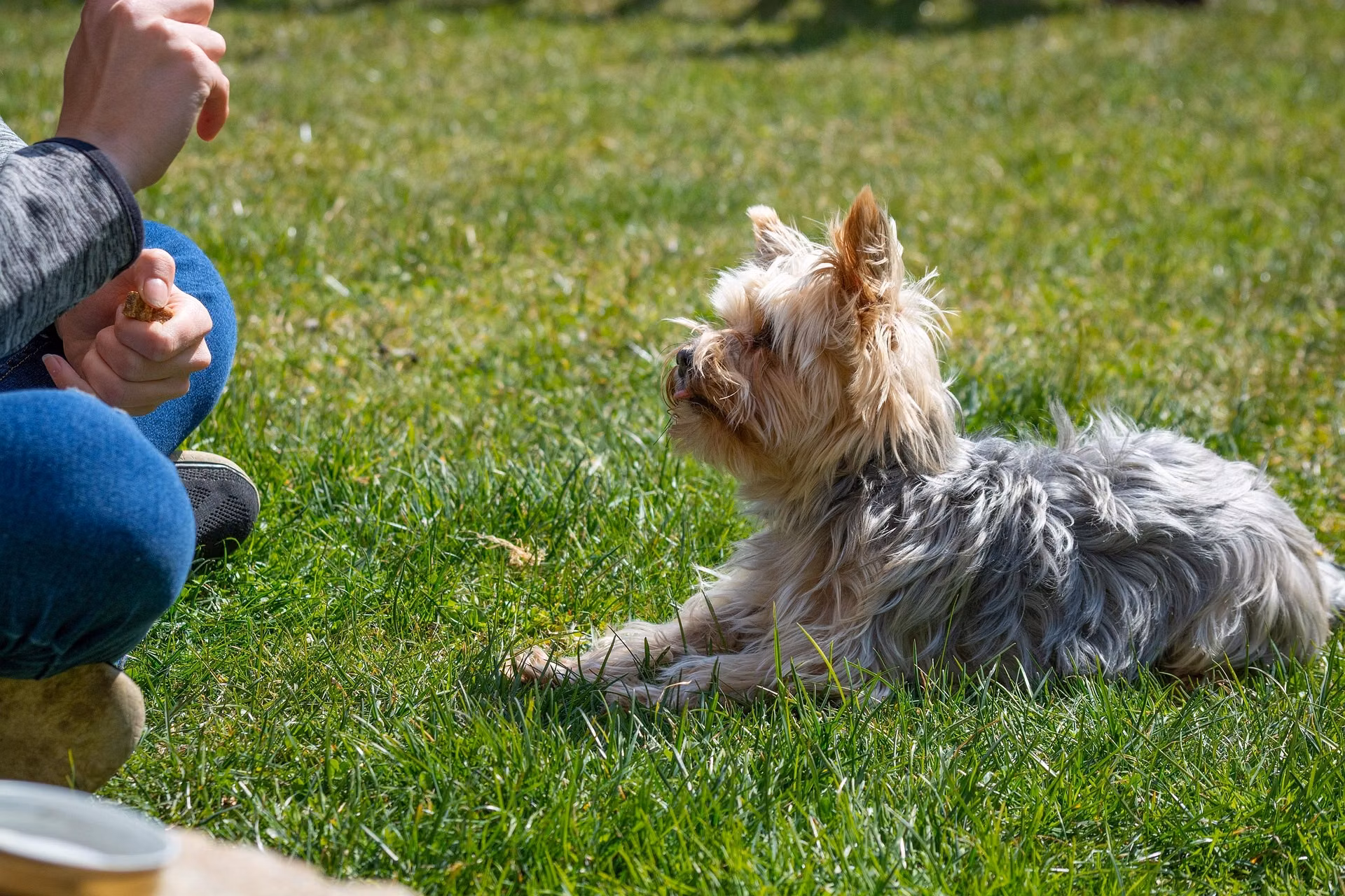 A veterinarian performing a health screening on a dog before a breeding decision