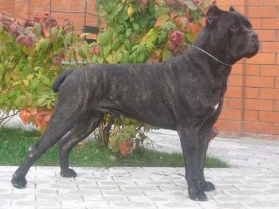 Bobby jones, a Нар Кане Корсо registered with United Pet Club