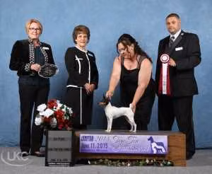 Flair's Due Process - Evi — Toy Fox Terrier Flair's Due Process - Evi, a Female Toy Fox Terrier registered with United Pet Club