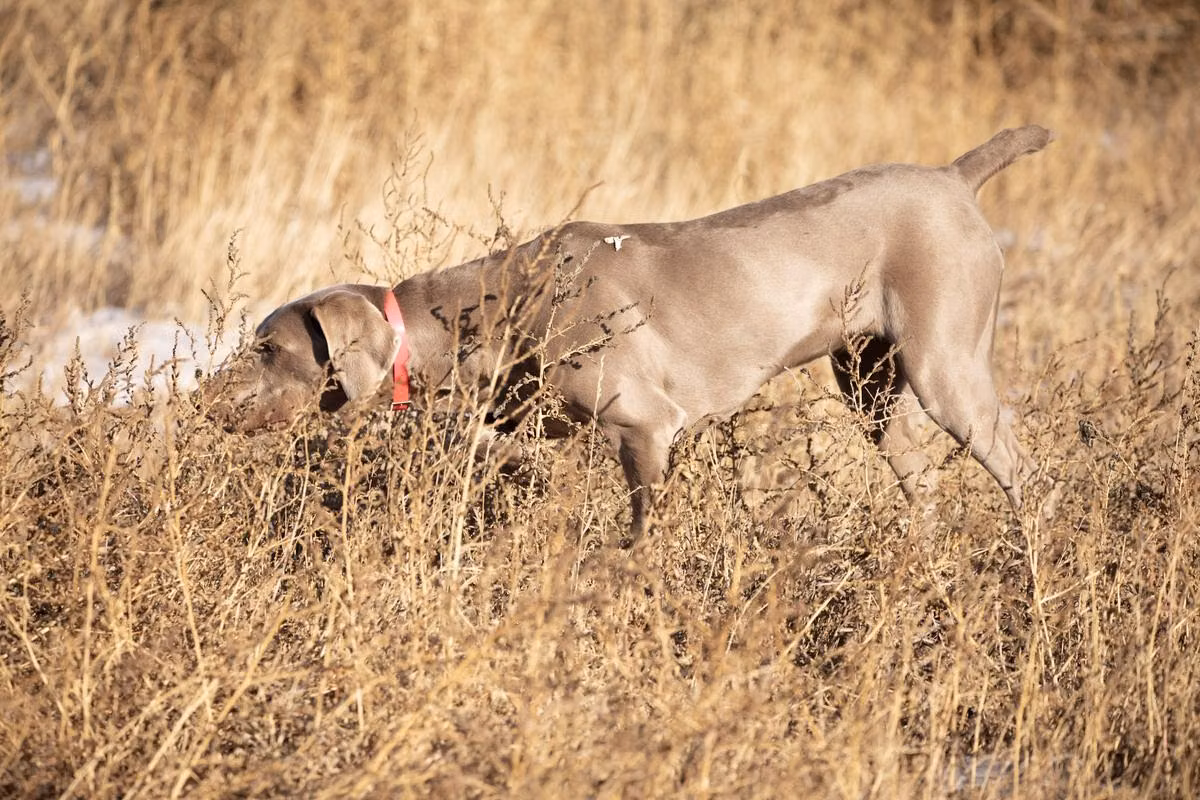 Sage Vom Z Haus, a Femmina Weimaraner registered with United Pet Club